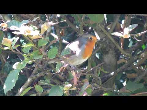 Видео: Зарянка/Вільшанка/European robin