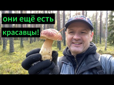 Видео: Беляши...Они еще есть!!!  #mushroom #подосиновик #fishing #белыйгриб #грибалкаспб #природаспб