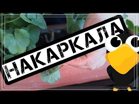 Видео: Реанимация герани. У пеларгонии сохнет ствол