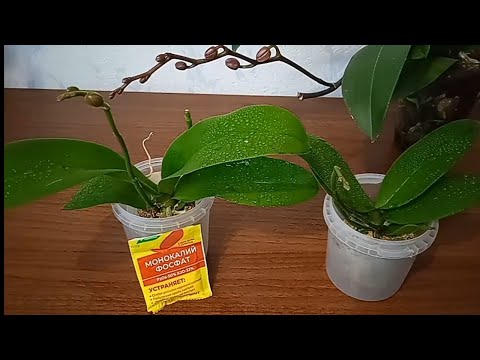 Видео: КОРМИМ орхидею с БУТОНАМИ