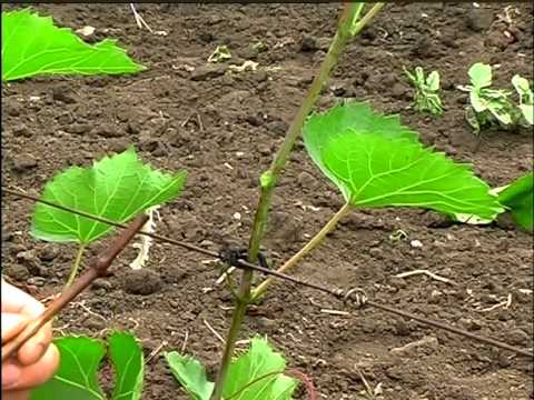 Видео: Зеленая прививка винограда.