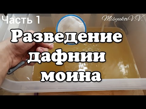 Видео: Дафния Моина. Содержание и разведение.