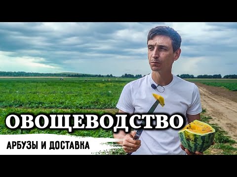 Видео: Овощеводство // 150 гектар - самая большая и подробная экскурсия