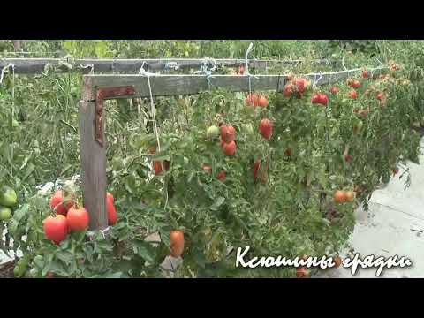 Видео: Сбор урожая 1. Томатные грядки