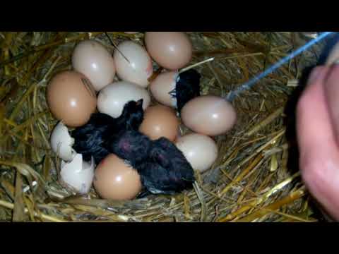 Видео: Вылупление цыплят наседкой...от А до Я Hatching of chickens by brood hen ... from A to Z