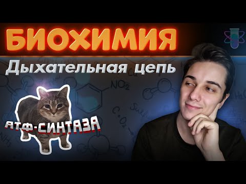 Видео: БИОХИМИЯ ПОЛНЫЙ КУРС | Лекция 3 | Дыхательная цепь | Окислительное фосфорилирование