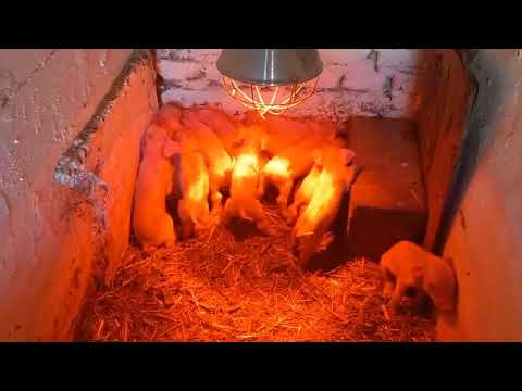 Видео: Гарний опорос 👌😉🐖