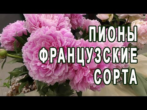 Видео: Пионы старинные французские сорта XIX - начала XX века /Выставка "Пионы северной столицы" 2018