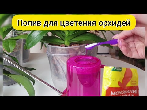 Видео: Орхидеи ЦВЕТУТ после ПОЛИВА орхидей КАЛИЕМ