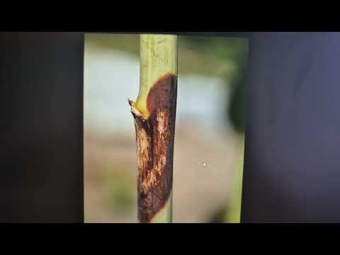 Видео: Які саджанці не потрібно купувати???