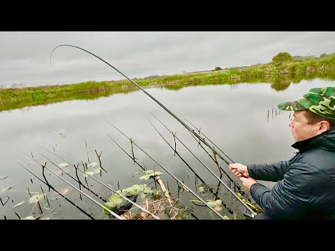 Видео: ЯК зловити трофейного КАРАСЯ з берега на поплавчанку: ОСІННЯ РИБОЛОВЛЯ