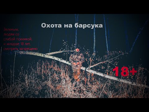 Видео: Охота на барсука//охота с Ягдтерьером // Badger Hunting with a Jagdterrier