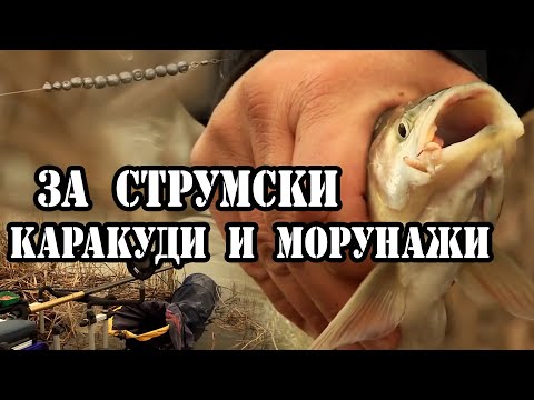 Видео: За Струмски КАРАКУДИ И МОРУНАЖИ