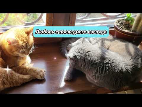 Видео: ЛЮБОВЬ С ПОСЛЕДНЕГО ВЗГЛЯДА