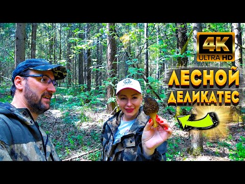 Видео: Сморчок - Лучший Весенний Гриб Деликатес. Сморчок Конический Гений Маскировки. Супер Поляна Грибов.