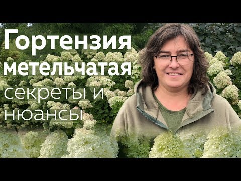 Видео: Гортензия метельчатая: секреты и нюансы /Наталья Самойленко/