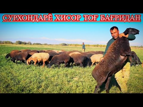 Видео: ДОИМГИДЕК ПОЛВОН СОВЛИҚЛАР САРАЛАРИ ТАНАЛАРИ #сурхондарёхисорикуйлари 