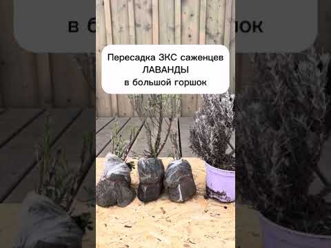 Видео: Пересадка органической зимостойкой лаванды в большой горшок без синтезированных удобрений.