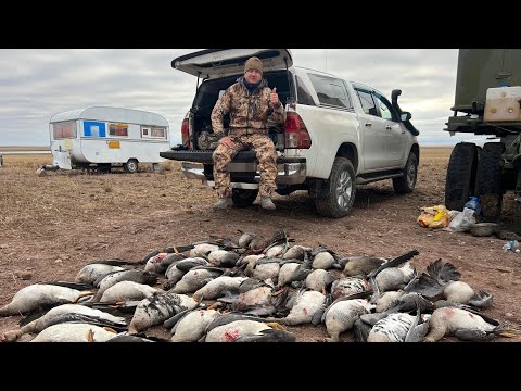 Видео: Охота на гуся в Казахстане / Парад одиночек  4K