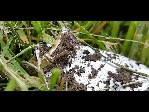 Видео: НАКОНЕЦ ТО! ДВА ЗОЛОТЫХ ПЕРСТНЯ И БРИЛЛИАНТЫ!МЫ В ШОКЕ!