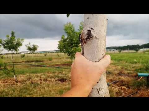 Видео: Финальная формировка ореха в первом году.