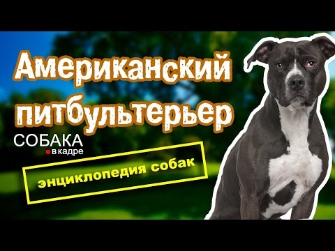 Видео: Американский питбультерьер. Энциклопедия собак.