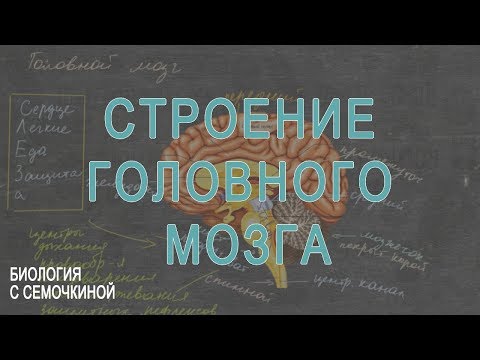 Видео: Строение головного мозга