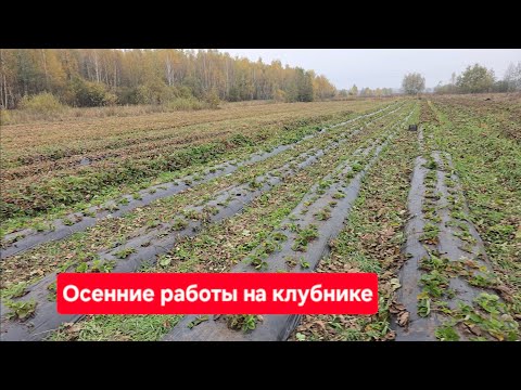 Видео: Осенние работы на клубнике / Рассада клубники