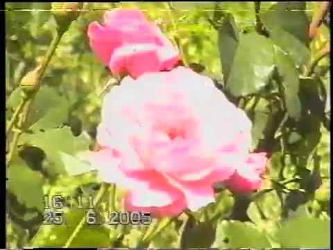 Видео: бутуруу кечеси   №1 видео