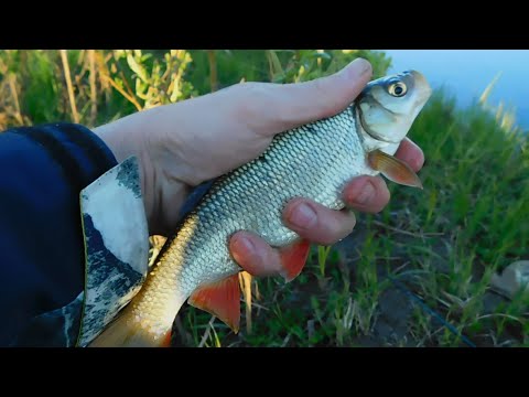 Видео: Pro mормышинг#6/пескарь/окунь/язь/плотва/рыба?/