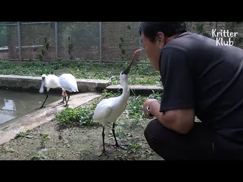 Видео: Выпущенный Птица узнал человека, который воспитывал его, когда он был слаб | Криттер Клуб