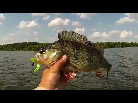 Видео: Шикарное открытие сезона после запрета по хищнику. Судак. Щука. Окунь