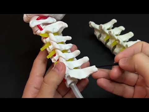 Видео: Омыртқа жотасының байламдары|Связки позвоночного столба