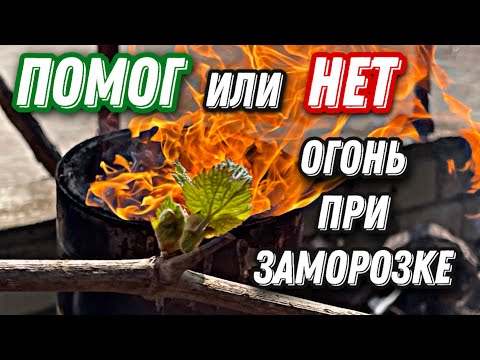 Видео: Спас ли огонь виноградник? Результат использования огня при заморозке.