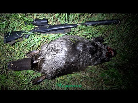 Видео: Охота на рекордного бобра с подхода #38 \ Хет-трик