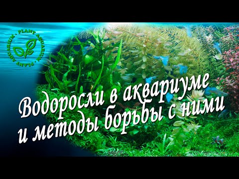 Видео: Водоросли в аквариуме и методы борьбы с ними