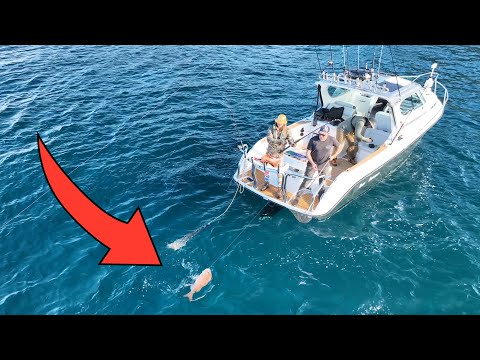 Видео: Охота на большого люциана на борту 821 (Милан ловит гвоздь программы)