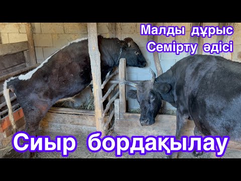 Видео: СИЫР БОРДАҚЫЛАУ. НЕШЕ ЖАСАР СИЫР БОРДАКЫЛАУ ПАЙДАЛЫ.1-ШІ КҮННЕН ОСЫНЫ ІСТЕ.