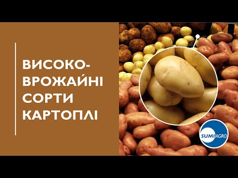 Видео: Високоврожайні сорти картоплі