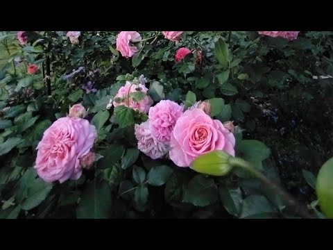 Видео: Приветы из лета 🐈‍⬛🌹🐈.Розы, похожие на Эшли 🌹