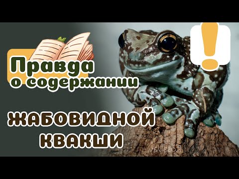 Видео: Жабовидная квакша: как новичку содержать ее?