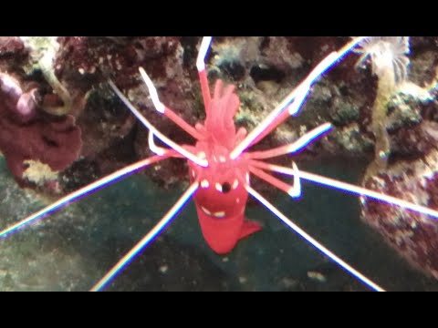 Видео: Как разводить обитателей морских аквариумов зоопланктон, фитопланктон, карусель для поднятия личинки