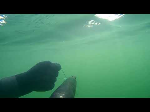 Видео: Трофейный амур! Подводная охота