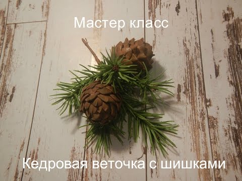 Видео: "Кедровая веточка с шишками"