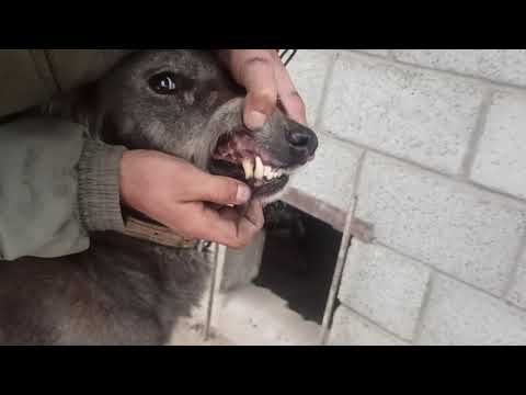 Видео: Кыргыз Тайганы Кыргызстан 🇰🇬🔥 Бакыт улуу Талантбек чуй область кемин район жаны алыш айлы,