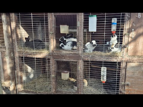 Видео: КЛЕТКИ ДЛЯ КРОЛИКОВ🐇РАЗВЕДЕНИЕ КРОЛИКОВ🐇🐰🐰🐇🐰