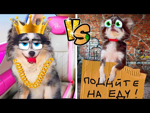 Видео: БОГАТАЯ VS БЕДНАЯ СОБАКА ЧЕЛЛЕНДЖ - Богатая собака Софи против  Бедной Юми