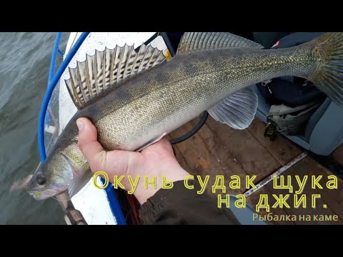 Видео: Судак. Окунь. Щука. Рыбалка на каме. Ловля на джиг с лодки. зеленка.