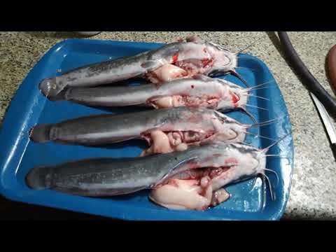 Видео: УЗВ КРОВЬ И УРОДСТВО