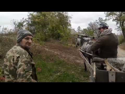 Видео: Кінець парковки кобили Аманди.Коні  Черкащини